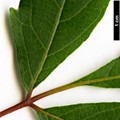 SpeciesSub: var. tanakae